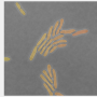 segmentationfinal.png