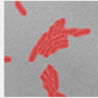 segmentationthresh.png