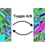 abtoggle.png