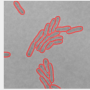 segmentationridge.png